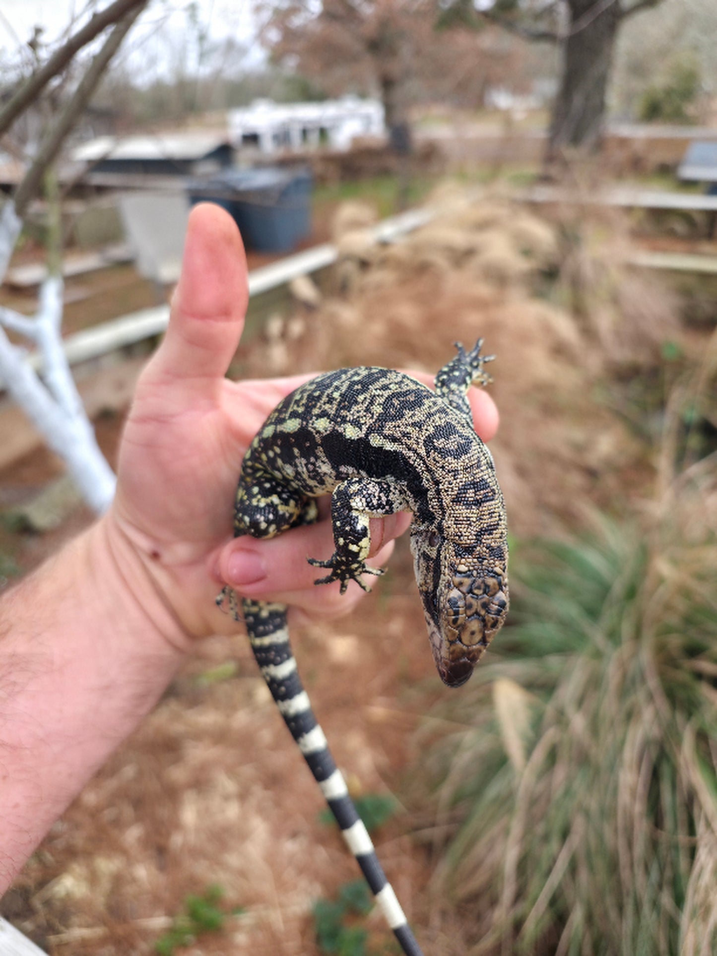 Female Blue Tegu 100% Het Albino- Tsunami x Luna