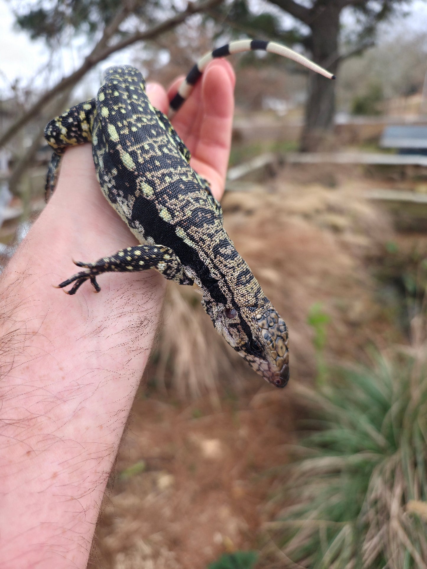 Female Blue Tegu 100% Het Albino- Tsunami x Luna