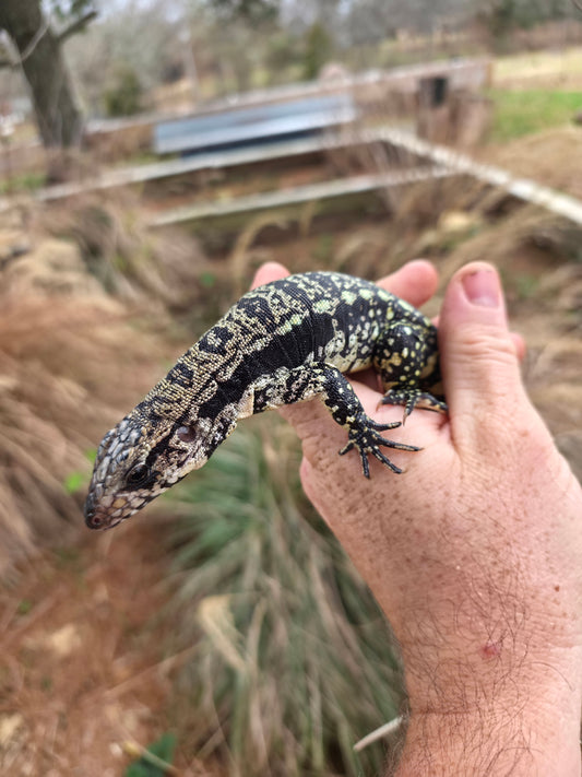 Female Blue Tegu 100% Het Albino- Tsunami x Luna