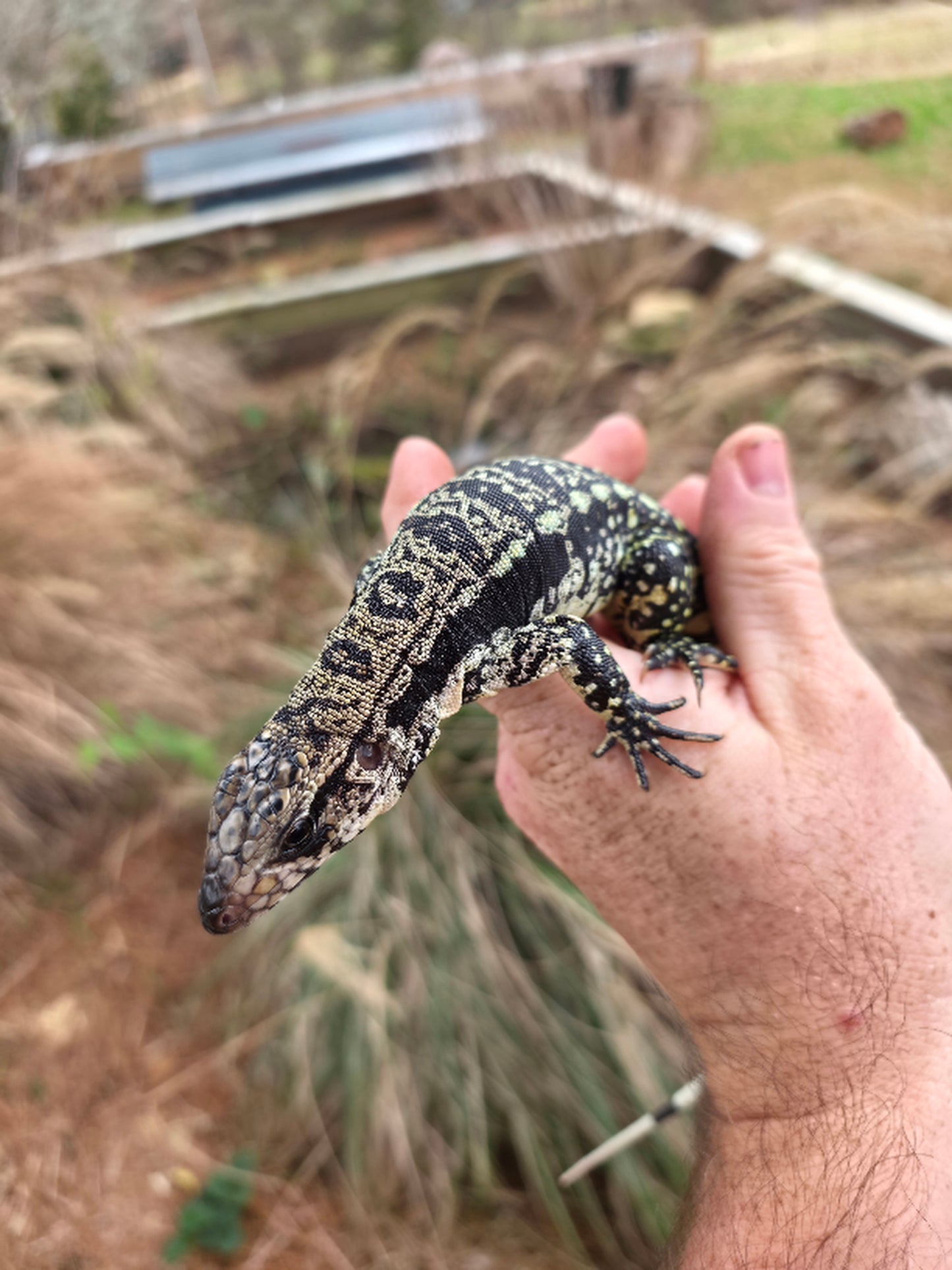 Female Blue Tegu 100% Het Albino- Tsunami x Luna