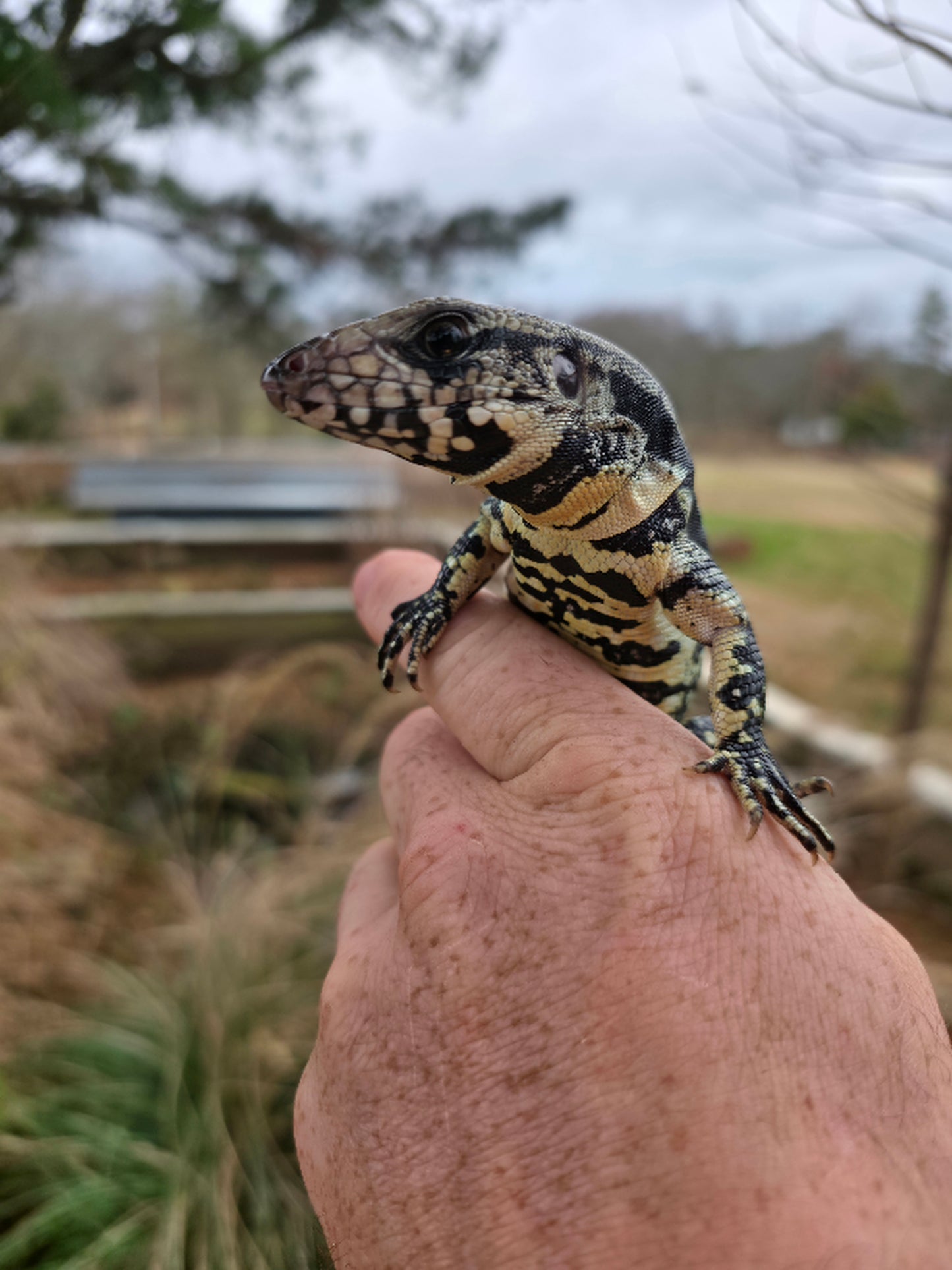 Female Blue Tegu 100% Het Albino- Tsunami x Luna