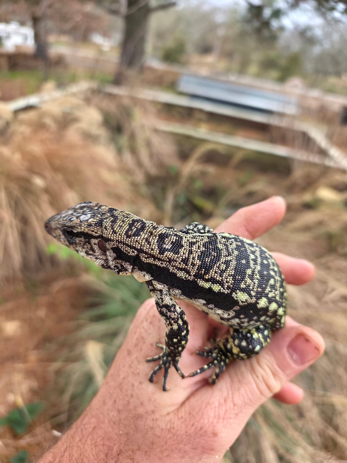 Female Blue Tegu 100% Het Albino- Tsunami x Luna