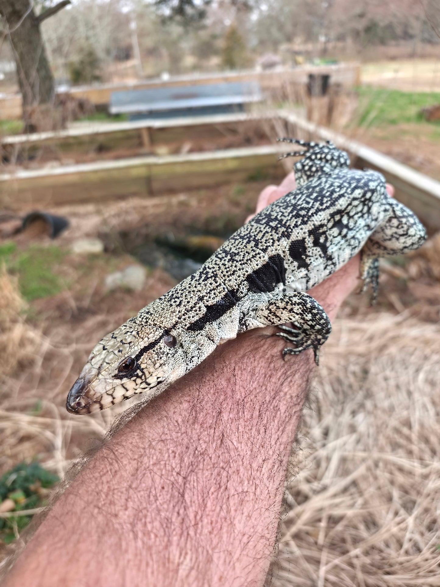 Male Blue Tegu- JJ x Tiffany
