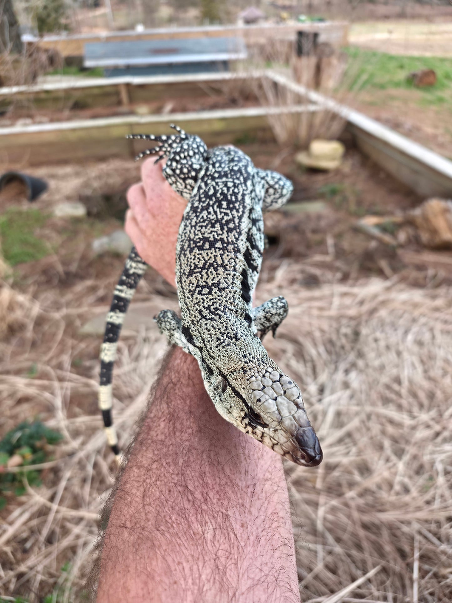 Male Blue Tegu- JJ x Tiffany