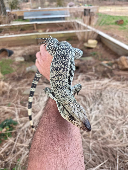 Male Blue Tegu- JJ x Tiffany