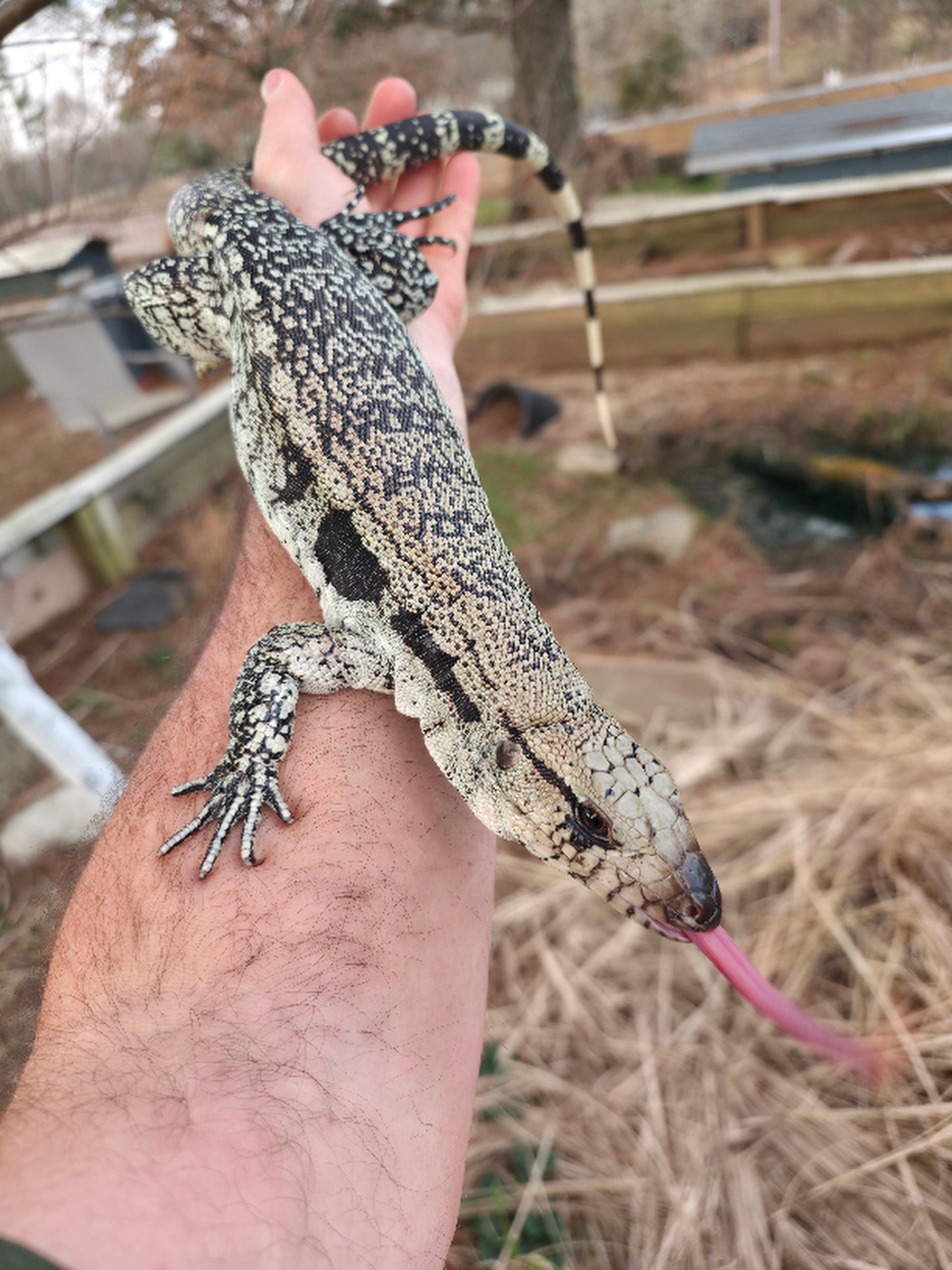 Male Blue Tegu- JJ x Tiffany