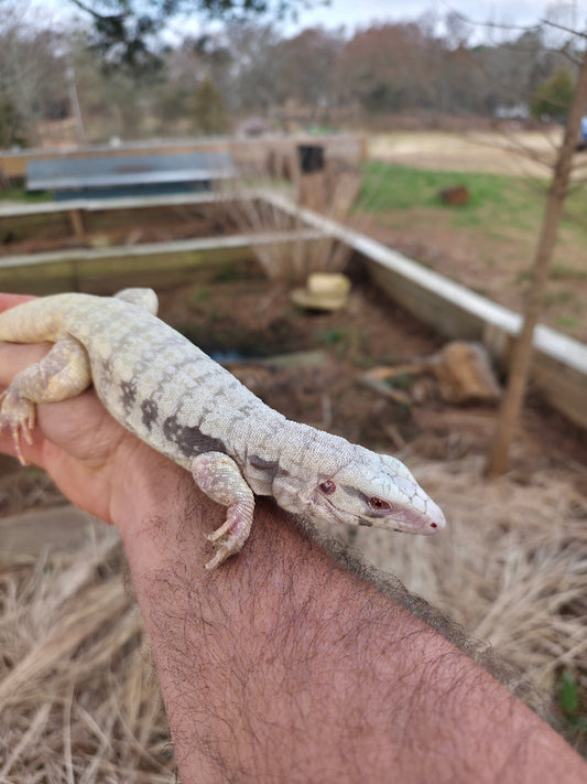 Female Blue Albino Tegu- JJ x Tiffany