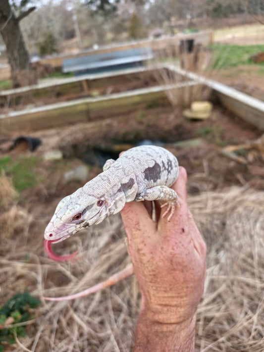Female Blue Albino Tegu- JJ x Tiffany
