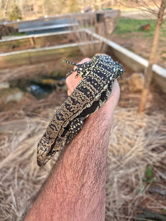Male Blue Tegu- Legacy  X Stormy