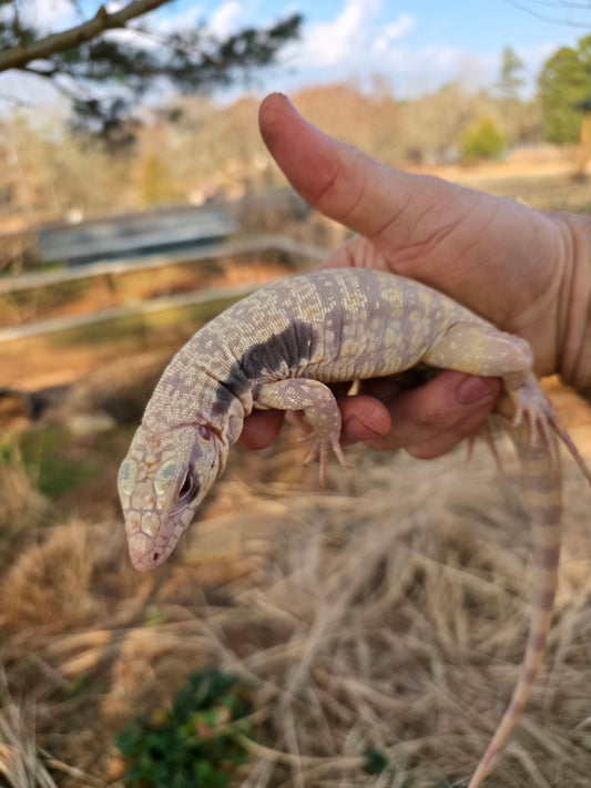 Female Blue Albino Tegu- Azurite x Triana