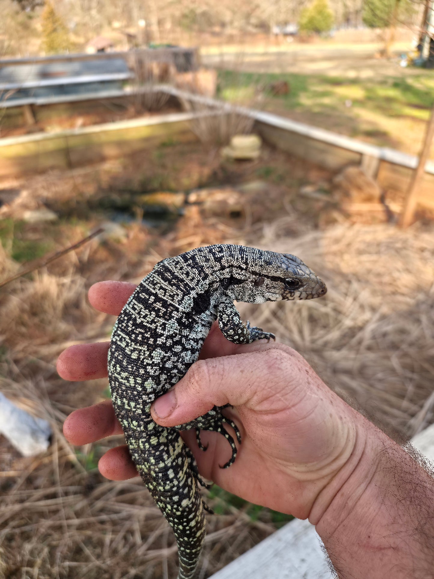 Female Blue Tegu- Genie X Skylar
