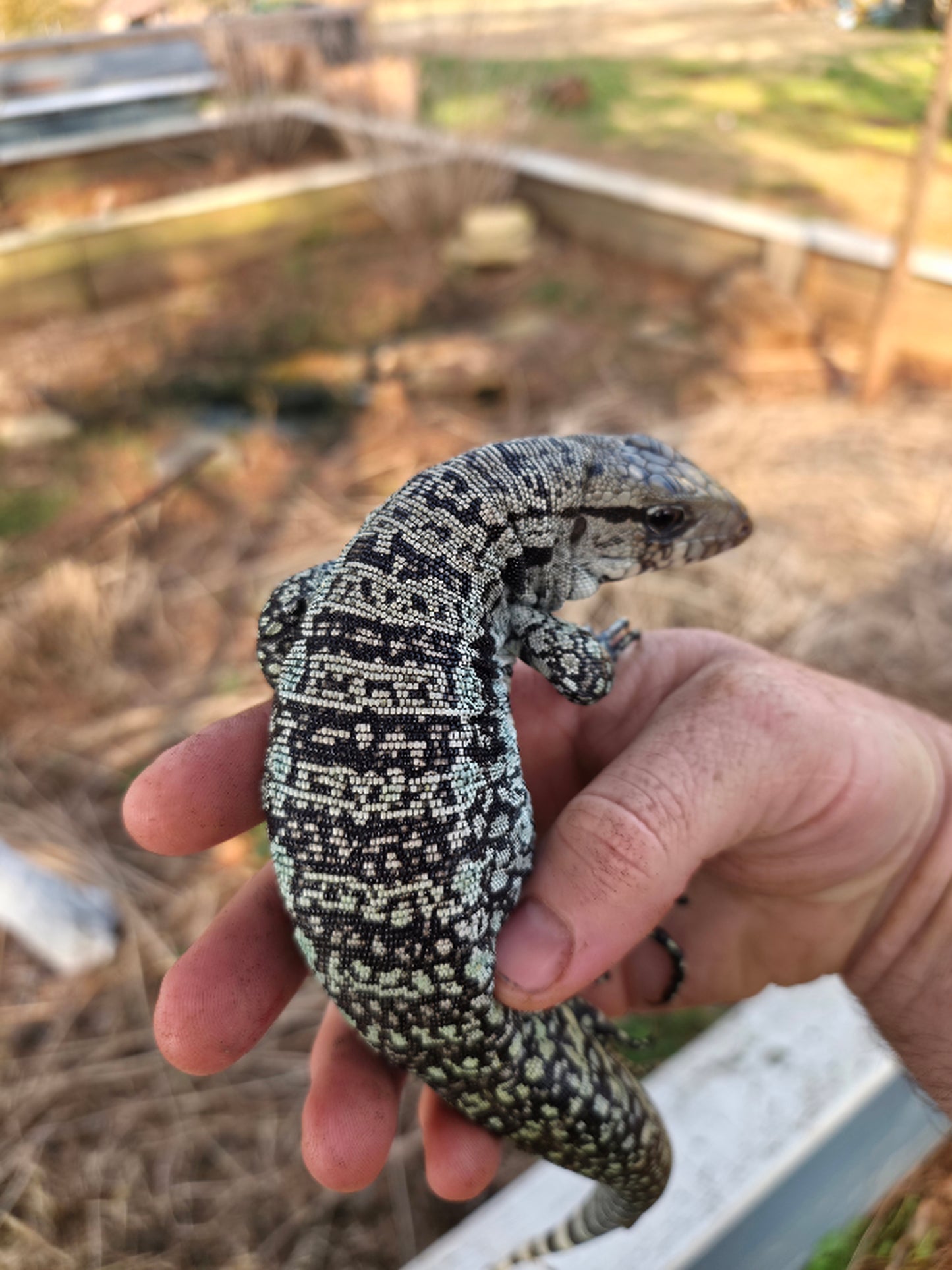 Female Blue Tegu- Genie X Skylar