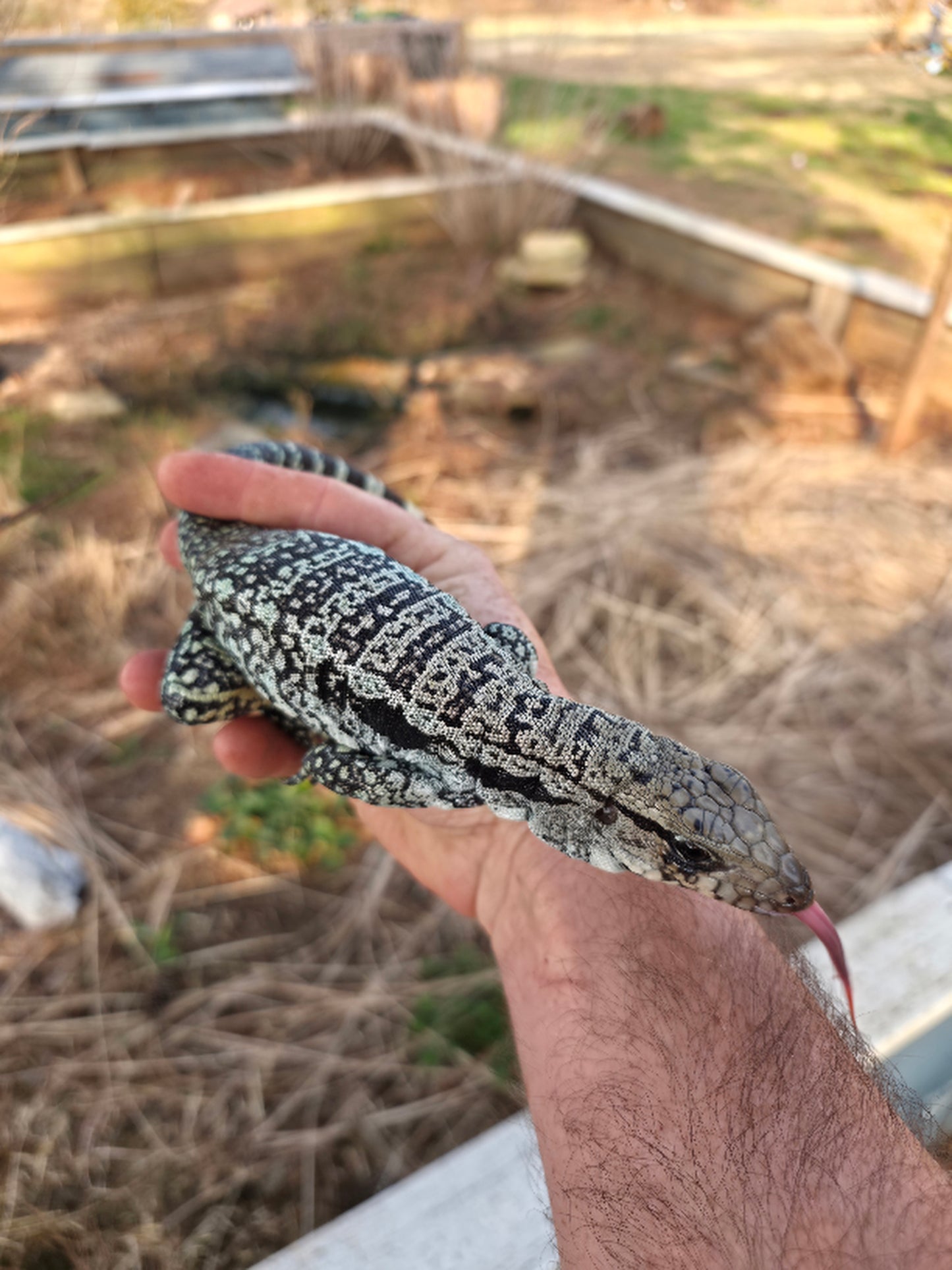 Female Blue Tegu- Genie X Skylar