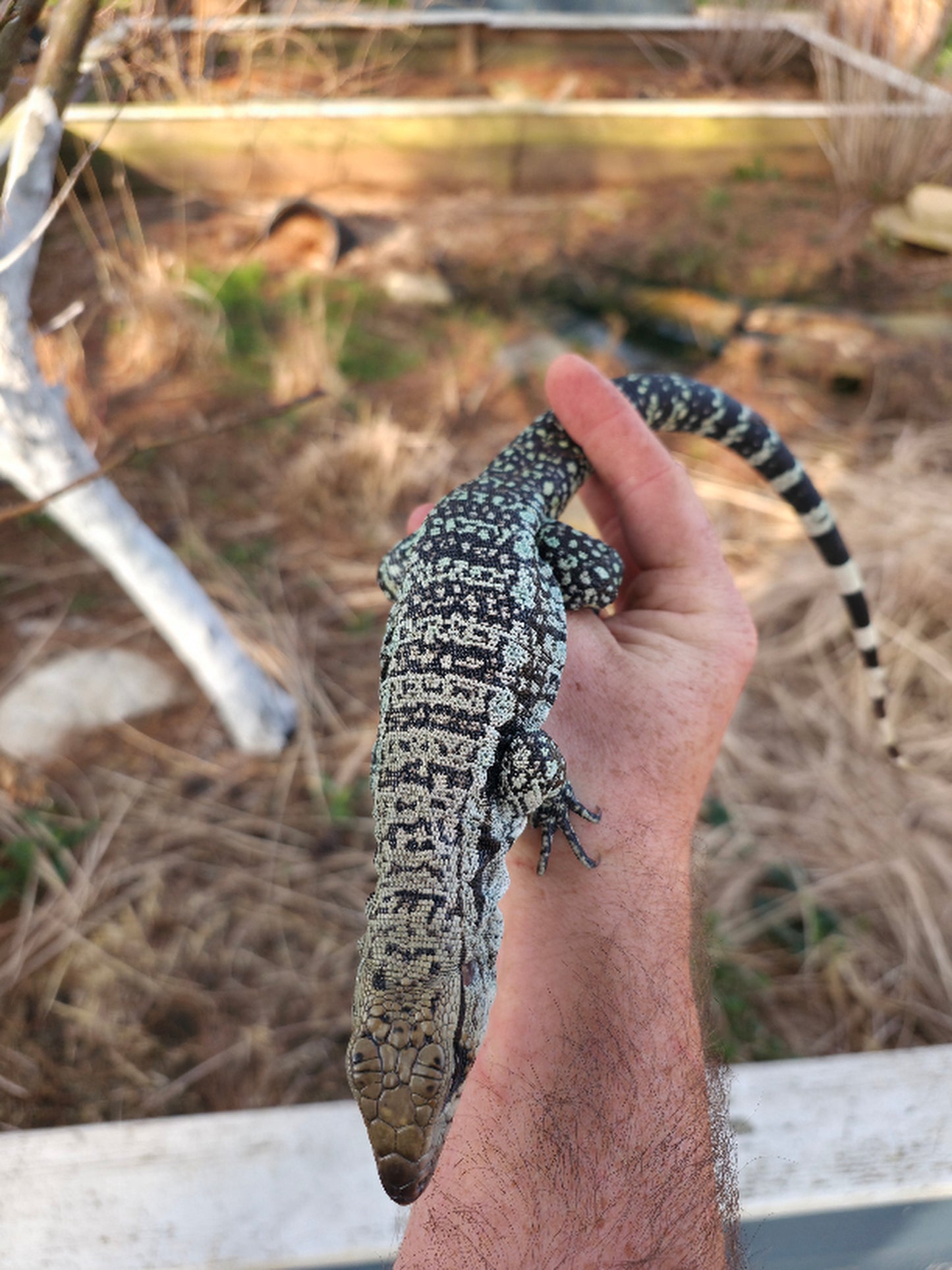 Female Blue Tegu- Genie X Skylar