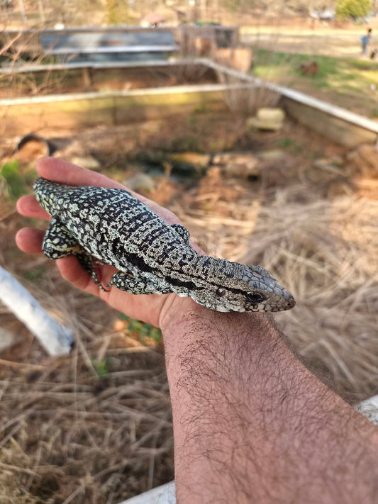 Female Blue Tegu- Genie X Skylar