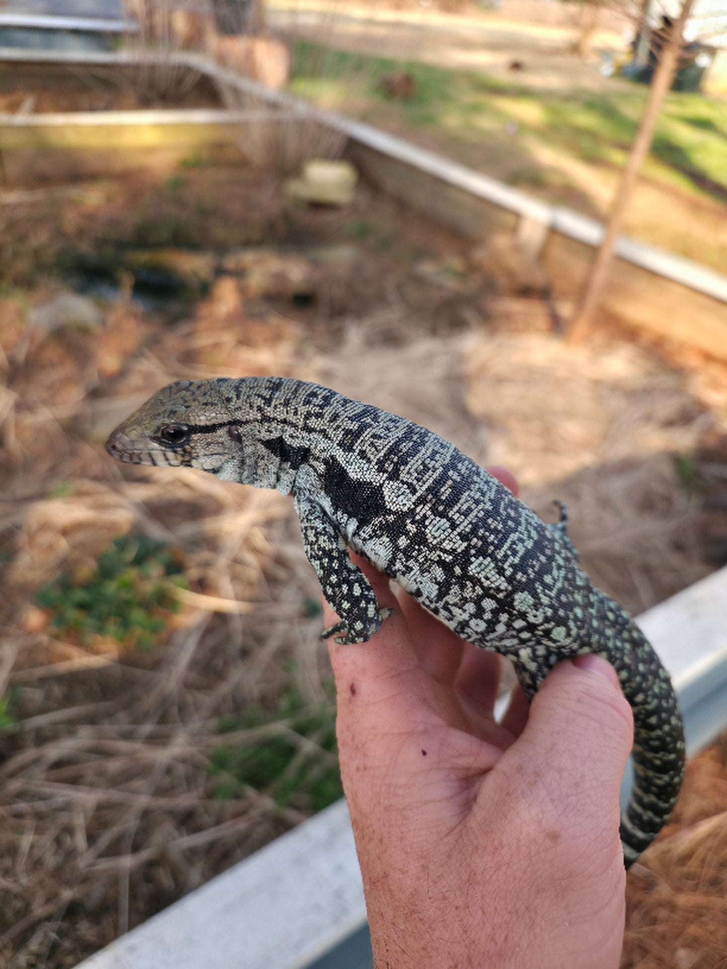 Female Blue Tegu- Genie X Skylar