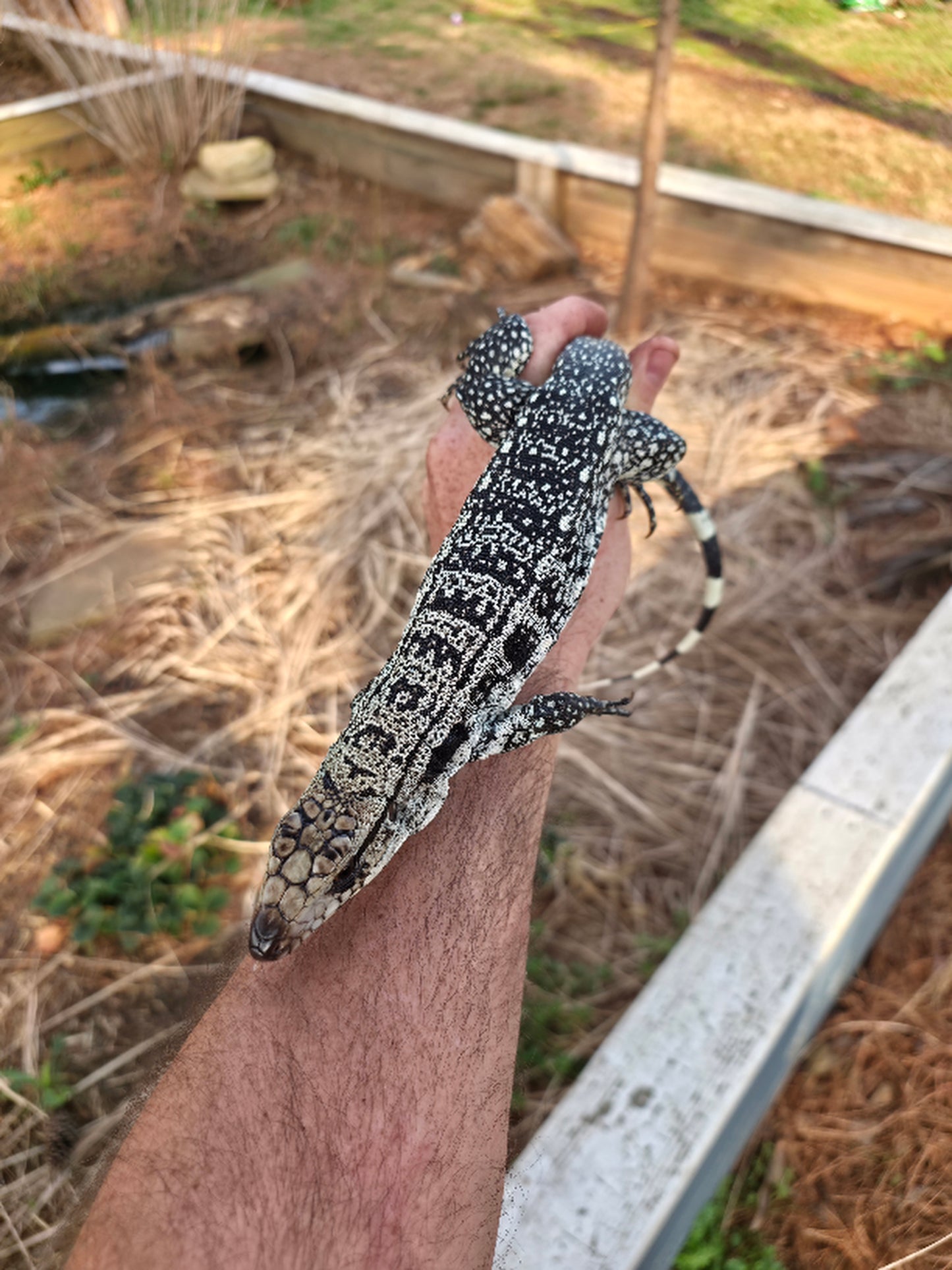 Male Blue Tegu - Stripes X Peggy