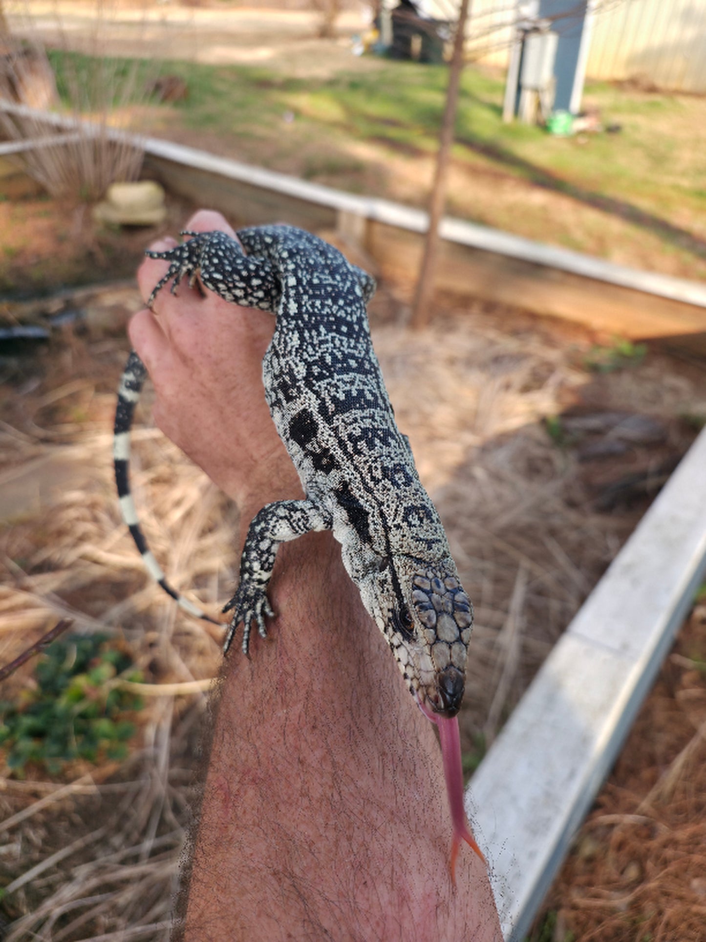 Male Blue Tegu - Stripes X Peggy
