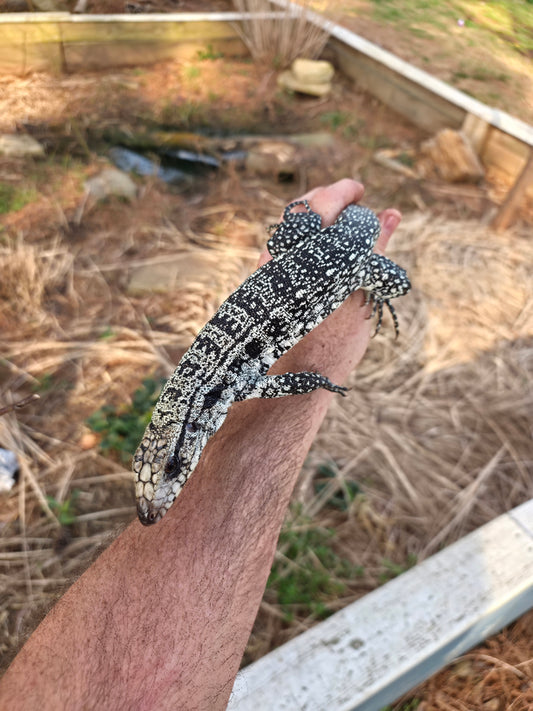 Male Blue Tegu - Stripes X Peggy