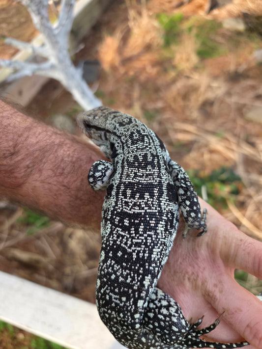 Male Blue Tegu - Stripes X Peggy