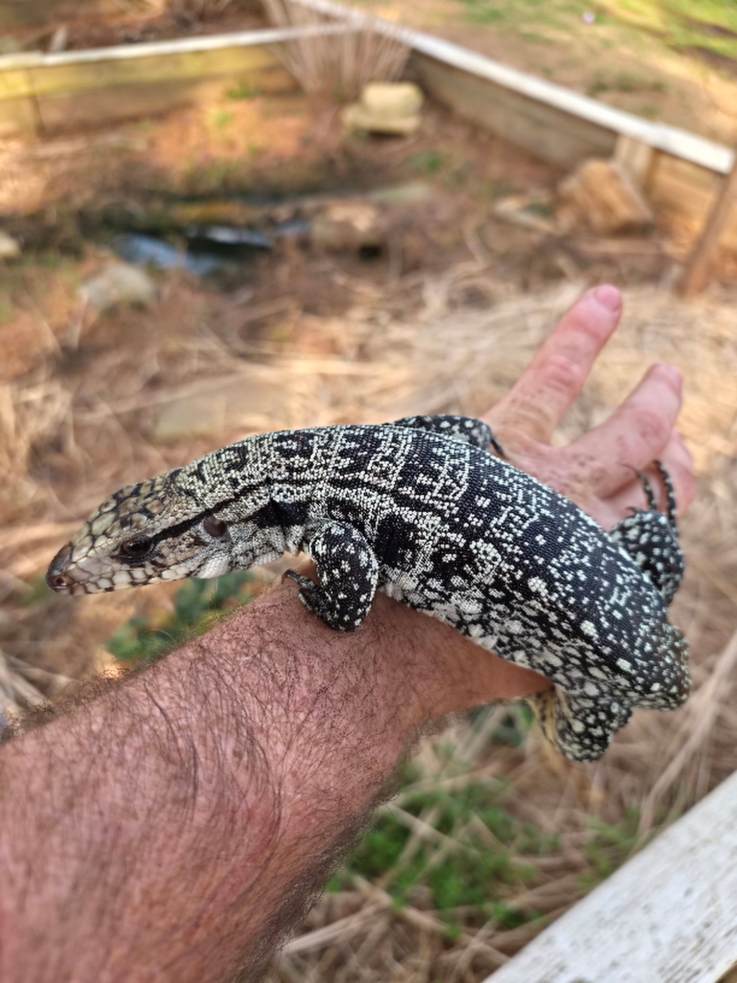 Male Blue Tegu - Stripes X Peggy