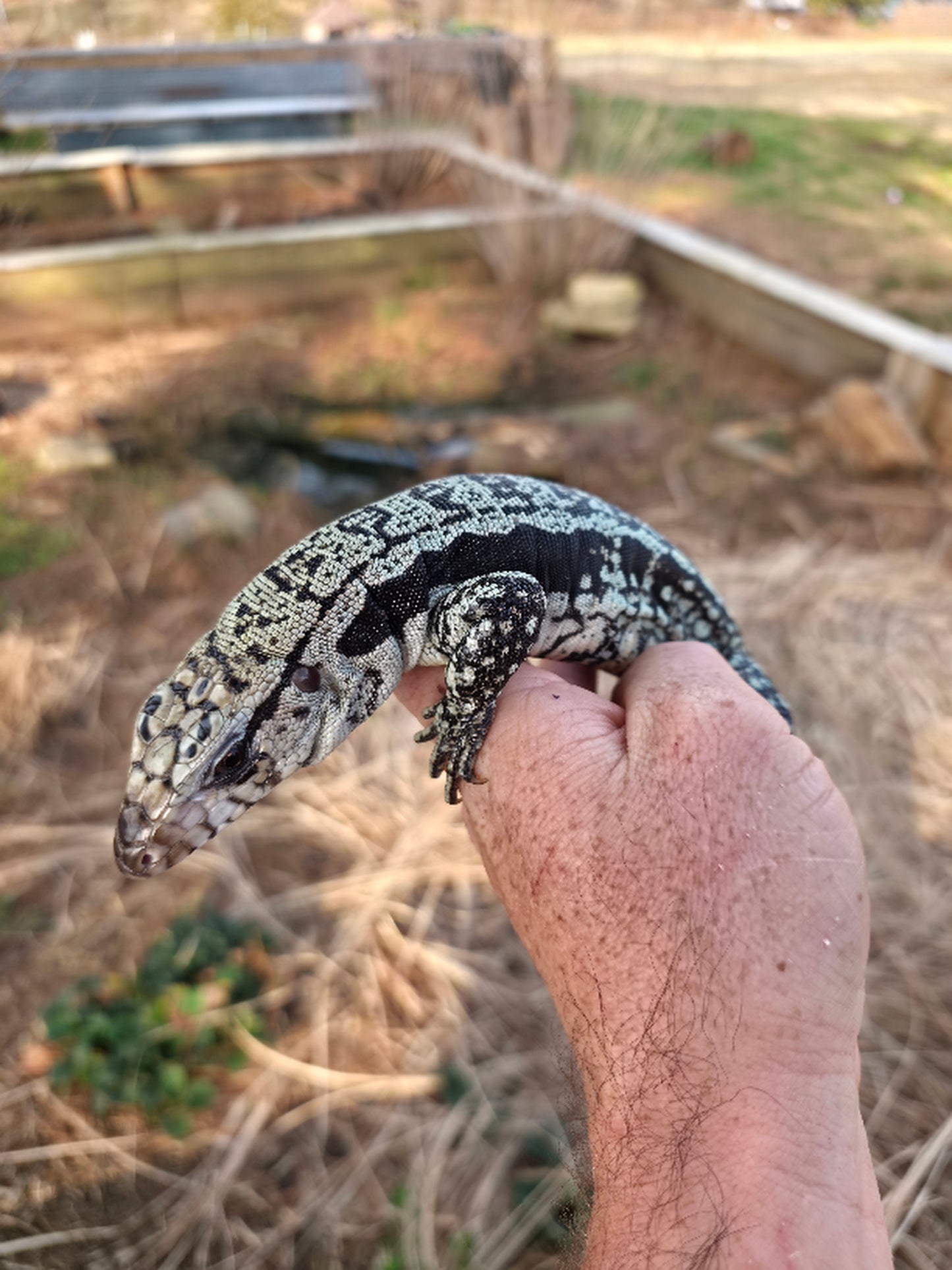 Male Blue Tegu - Bandit x Wendy