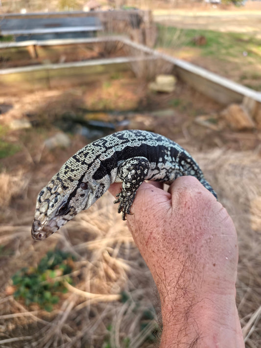 Male Blue Tegu - Bandit x Wendy