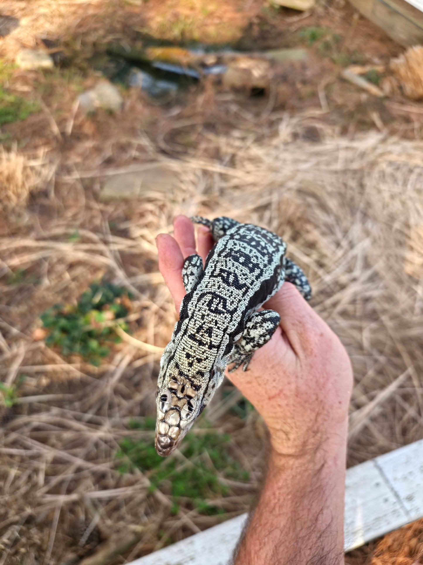 Male Blue Tegu - Bandit x Wendy