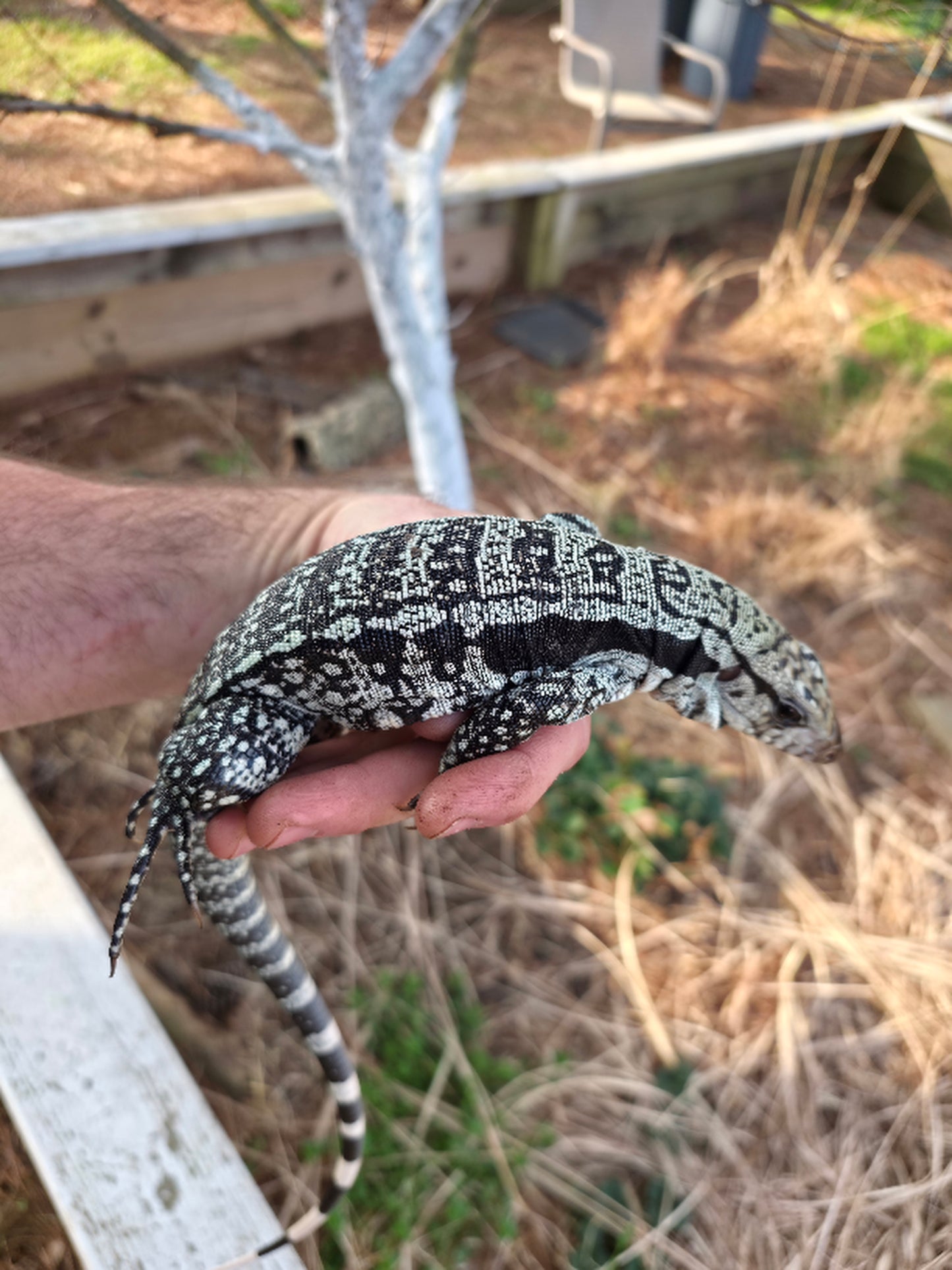 Male Blue Tegu - Bandit x Wendy