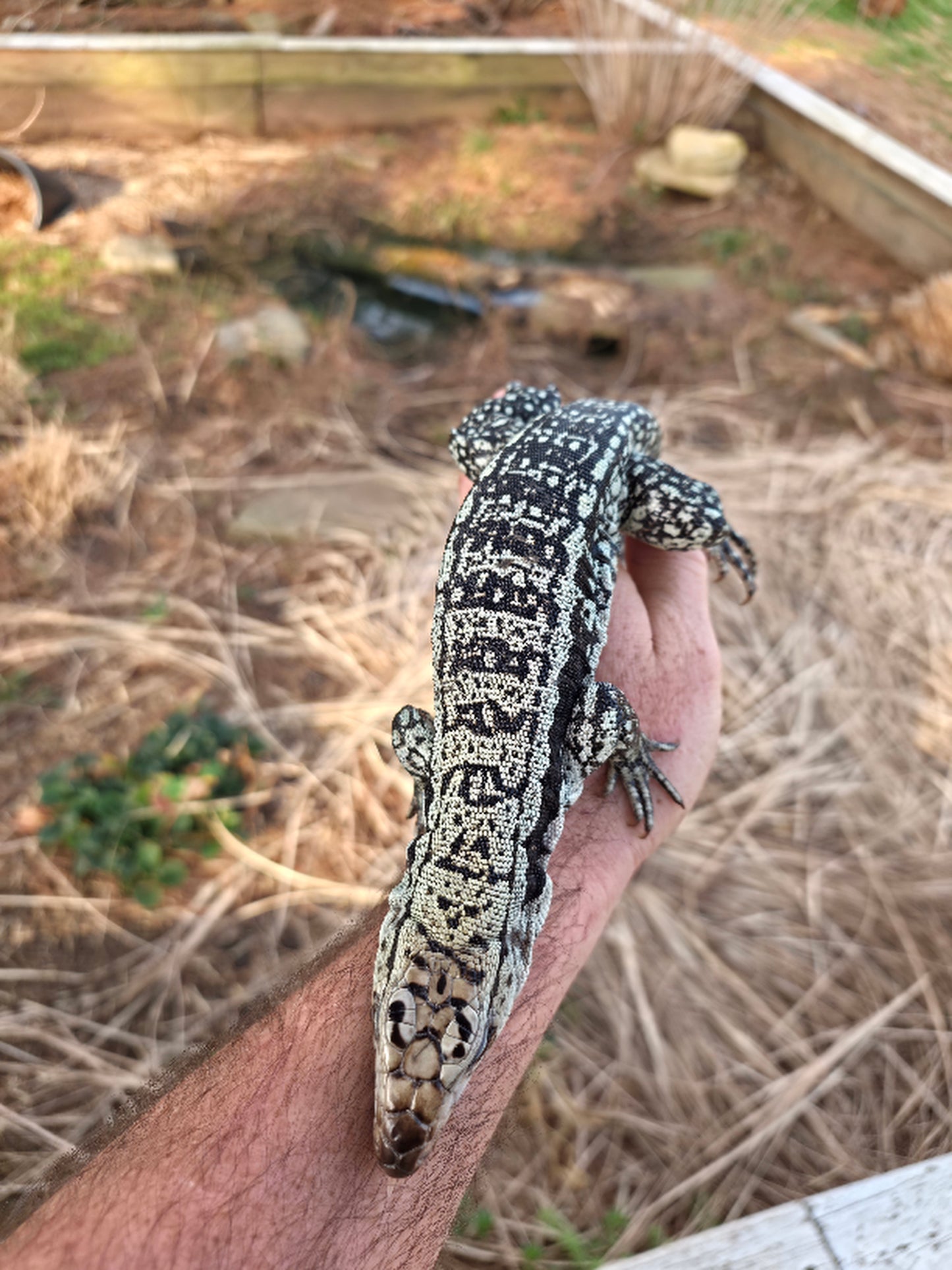 Male Blue Tegu - Bandit x Wendy