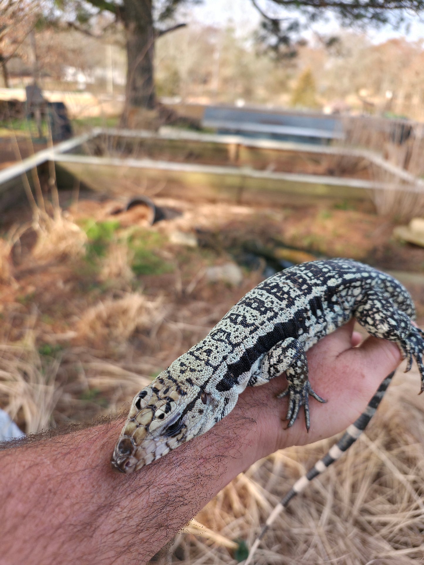 Male Blue Tegu - Bandit x Wendy