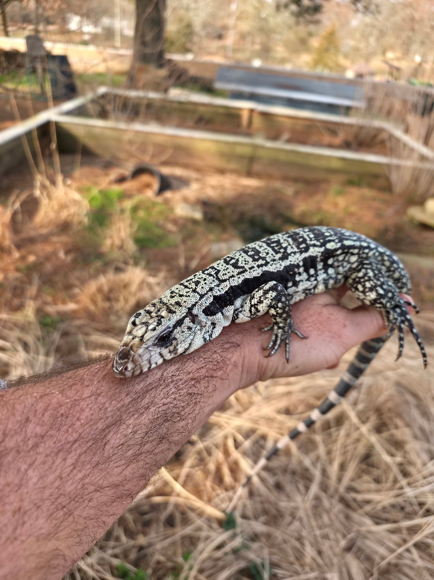 Male Blue Tegu - Bandit x Wendy