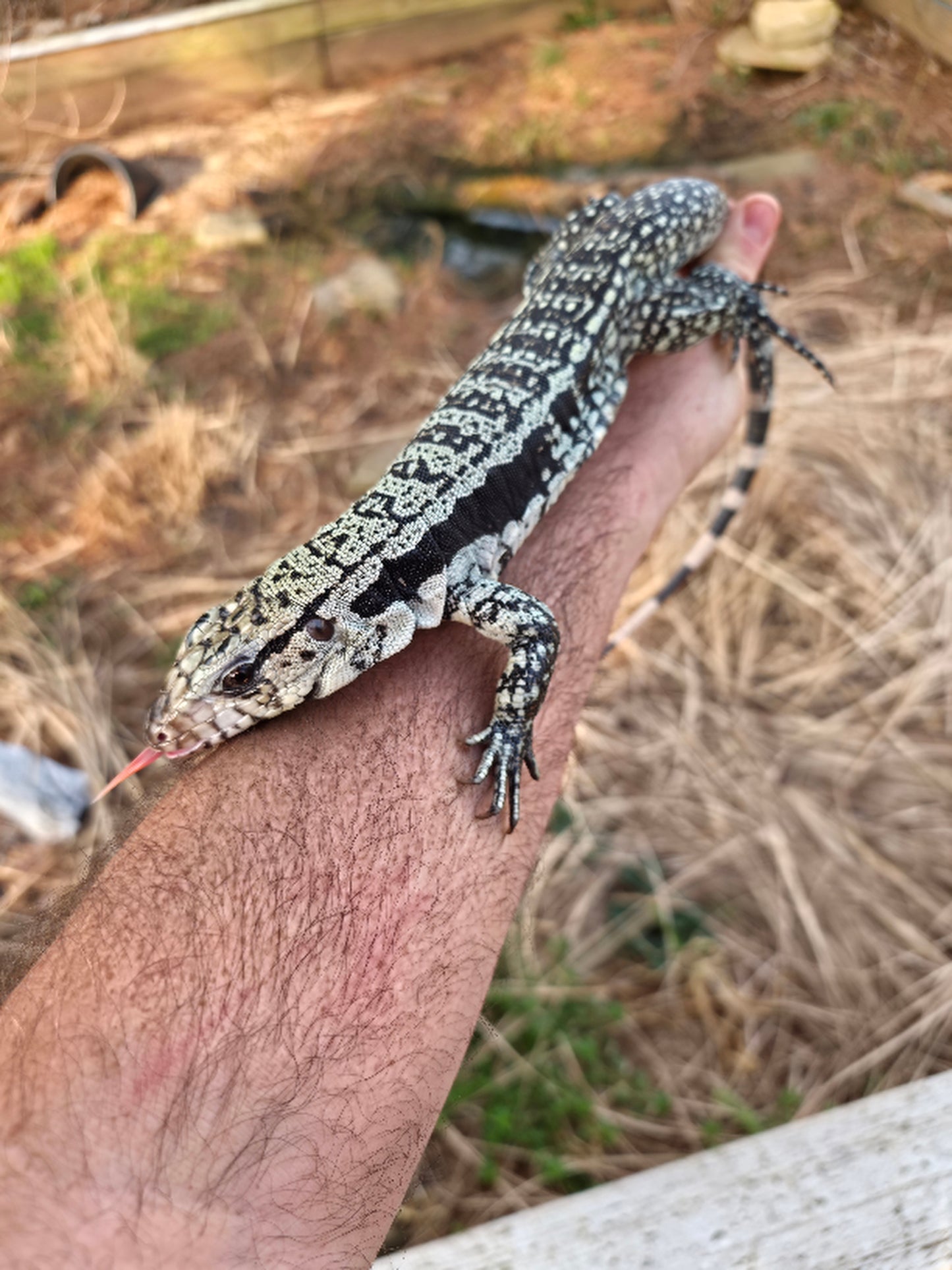Male Blue Tegu - Bandit x Wendy