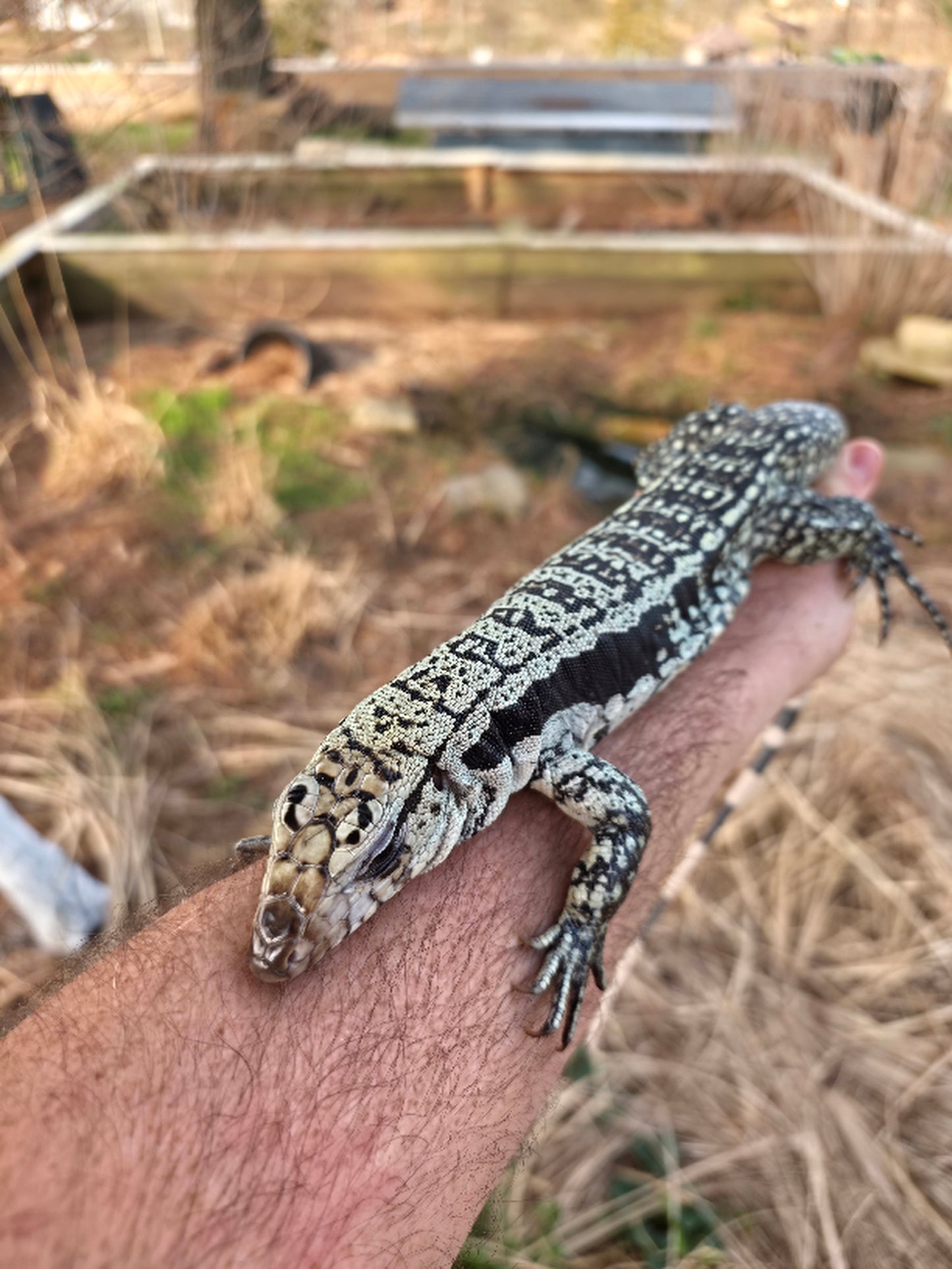 Male Blue Tegu - Bandit x Wendy