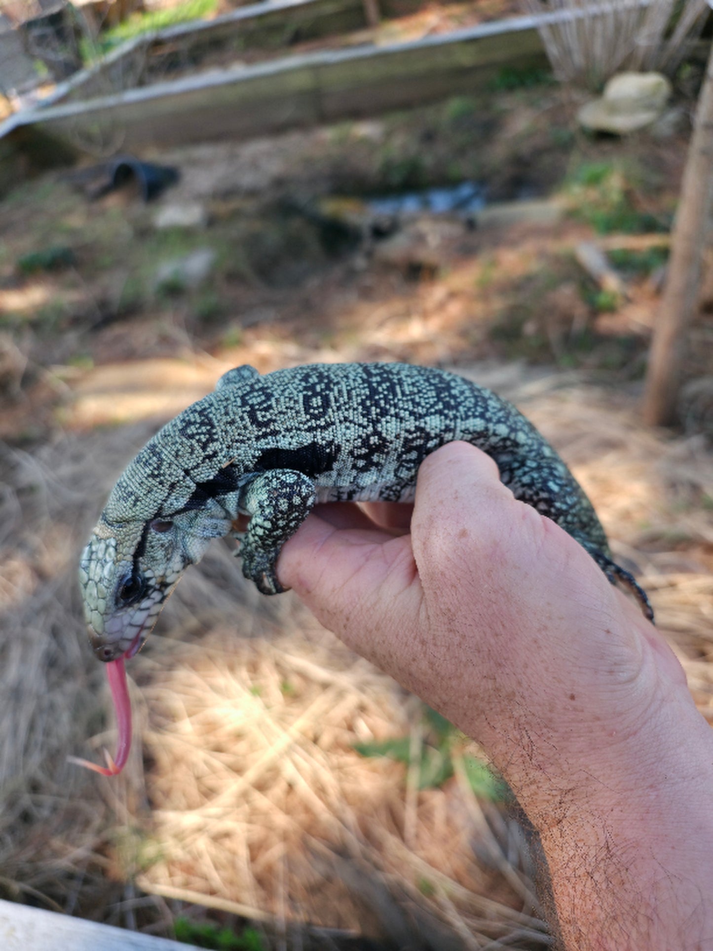 Male Blue Tegu- Aang x Tails