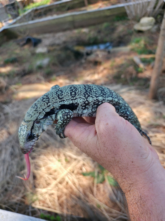 Male Blue Tegu- Aang x Tails