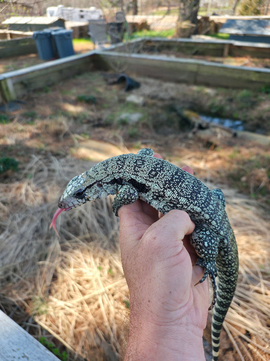 Male Blue Tegu- Aang x Tails