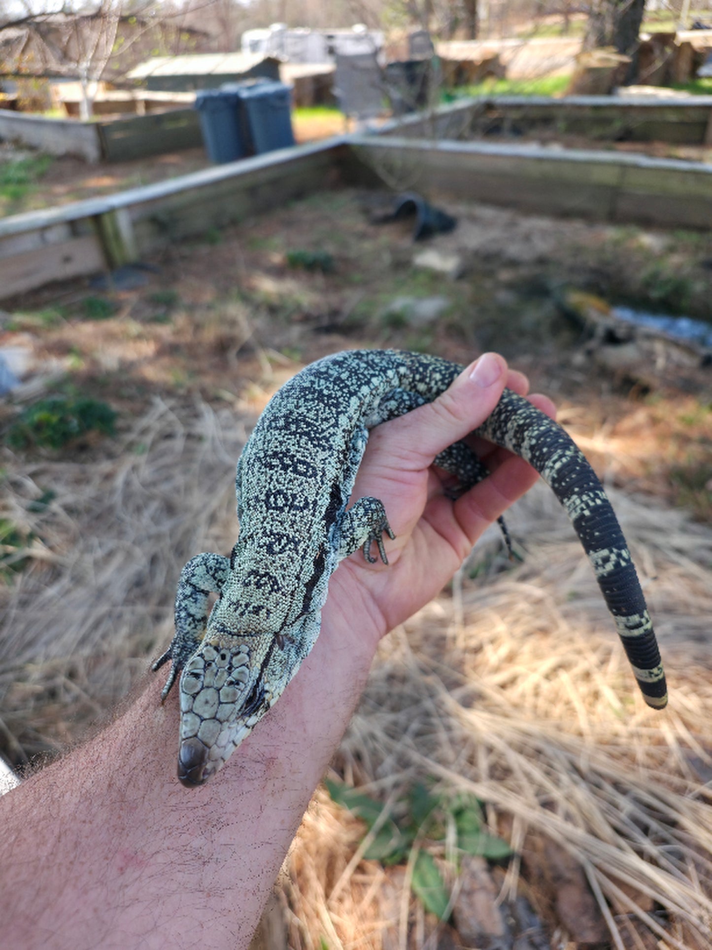 Male Blue Tegu- Aang x Tails