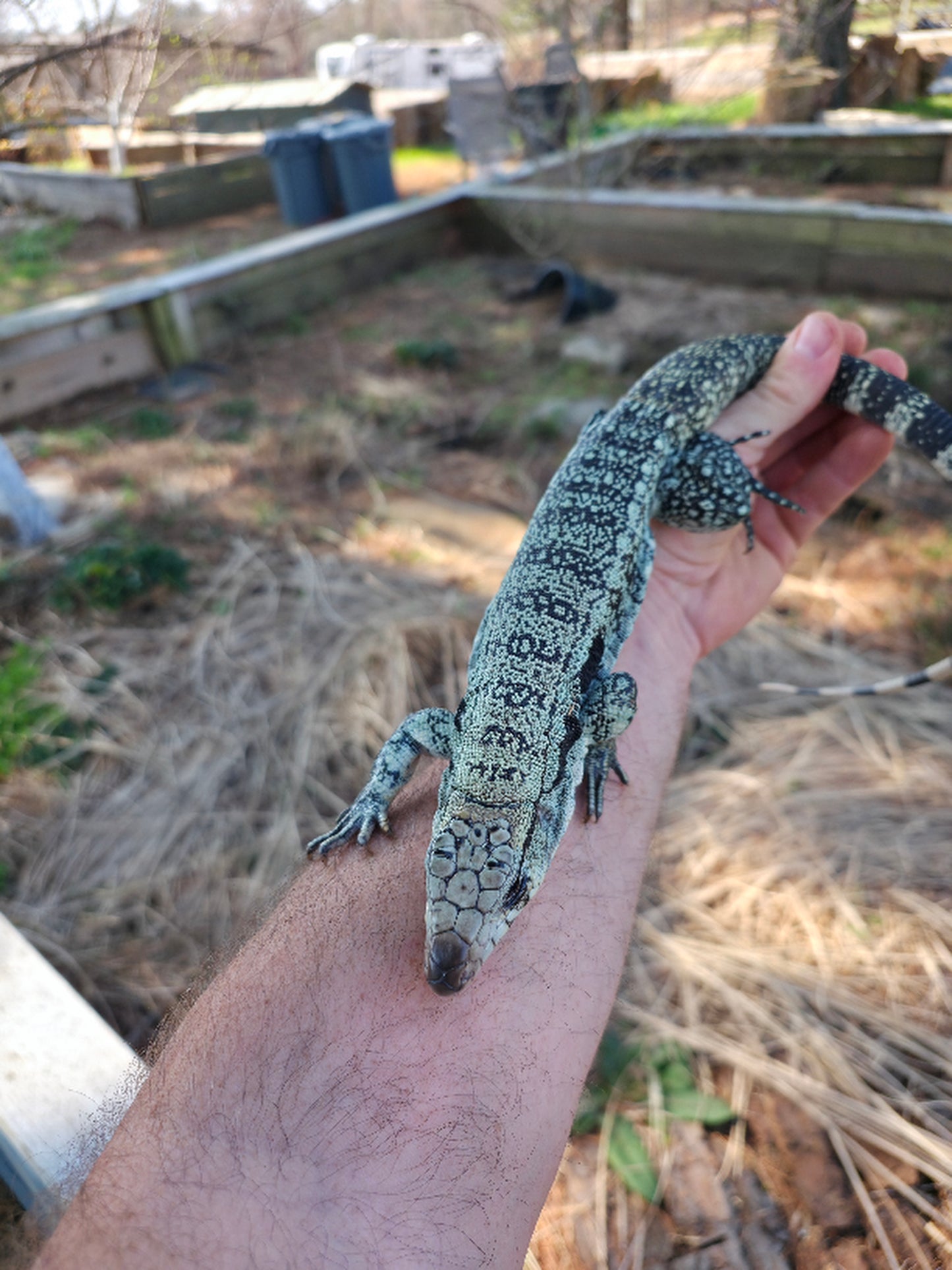Male Blue Tegu- Aang x Tails