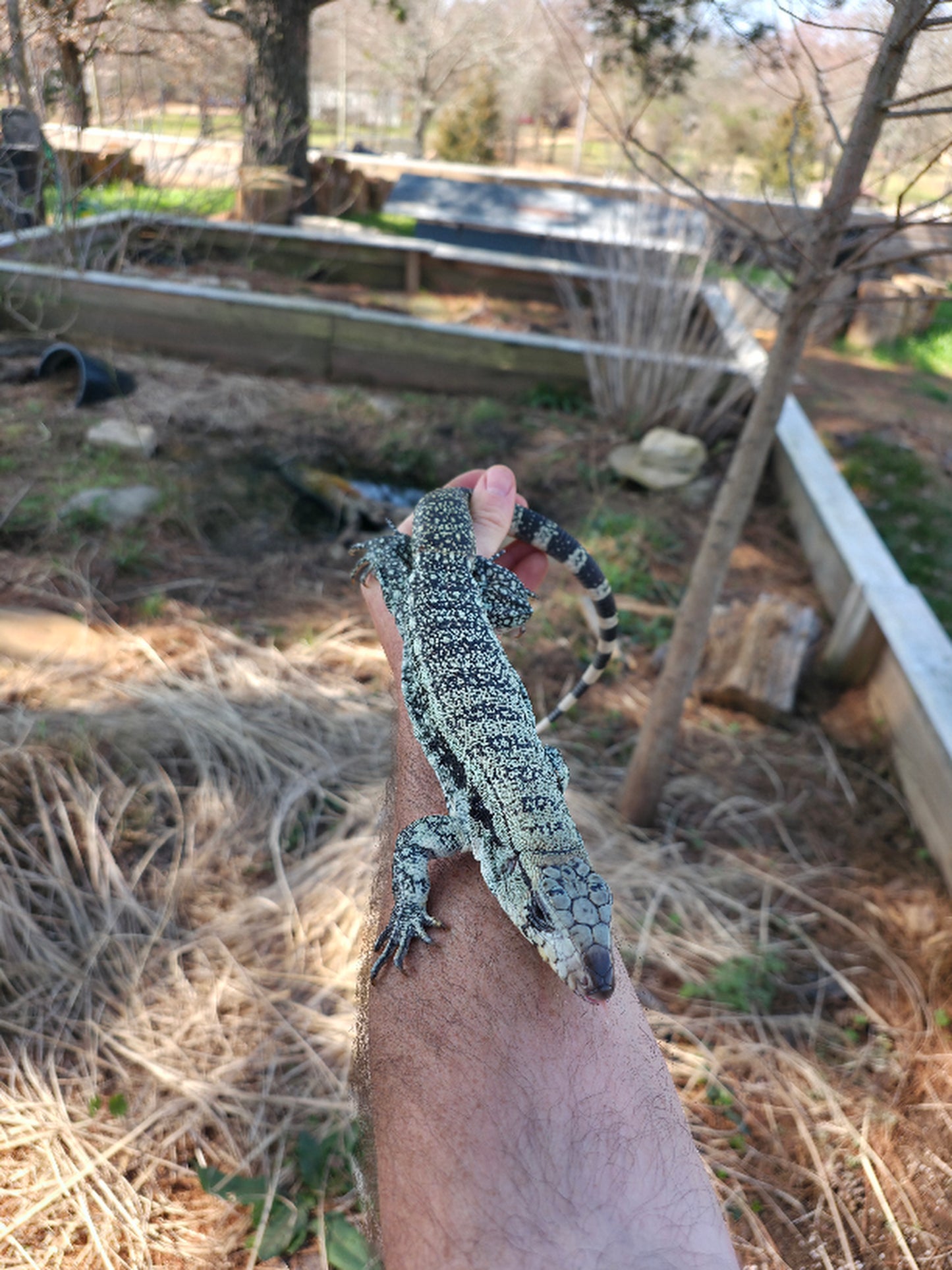 Male Blue Tegu- Aang x Tails