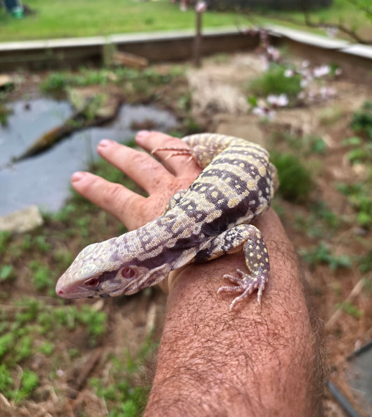 Female Blue Albino Tegu- Tsunami x Luna