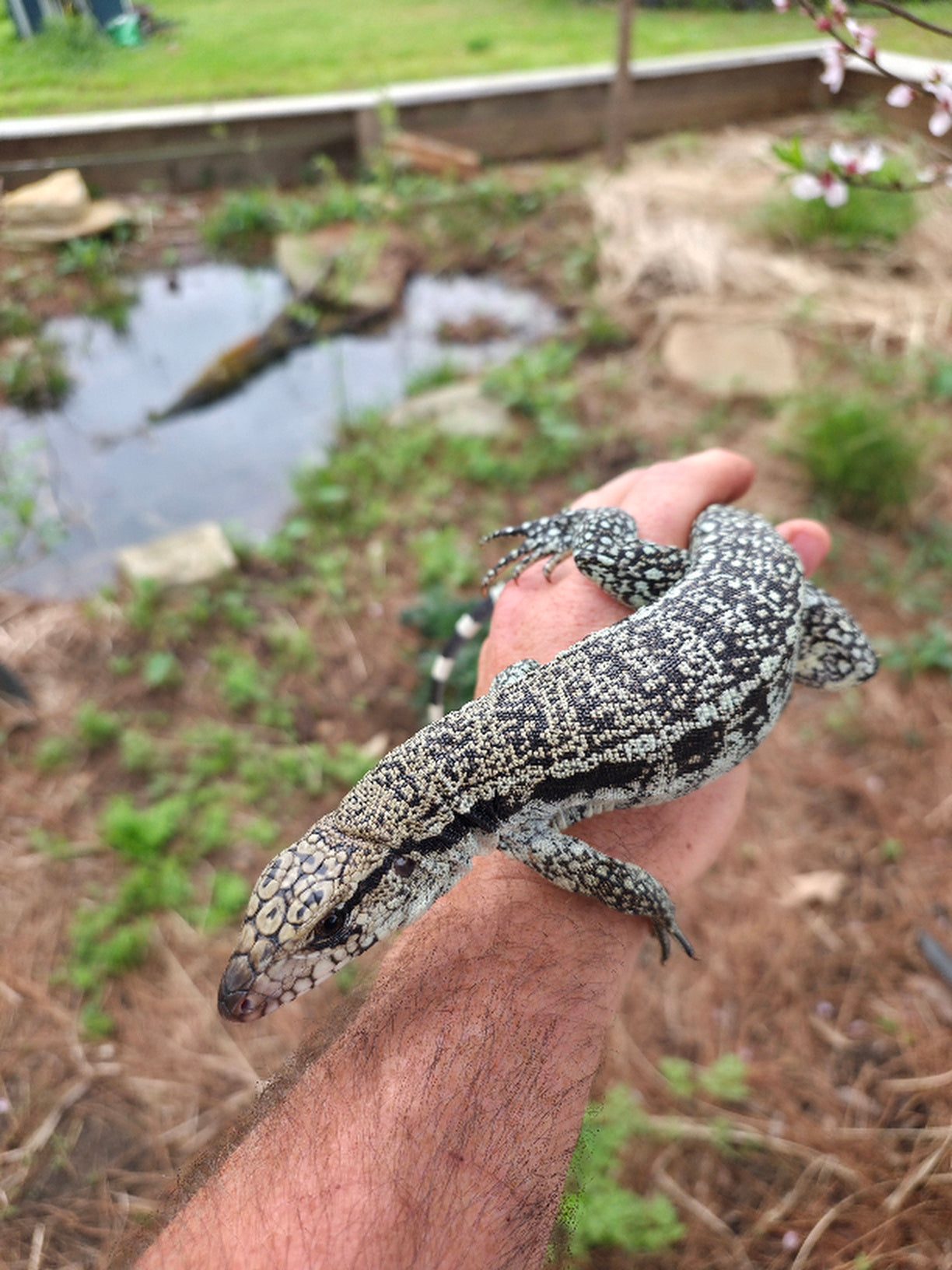 Male Blue Tegu- Aang x Tails