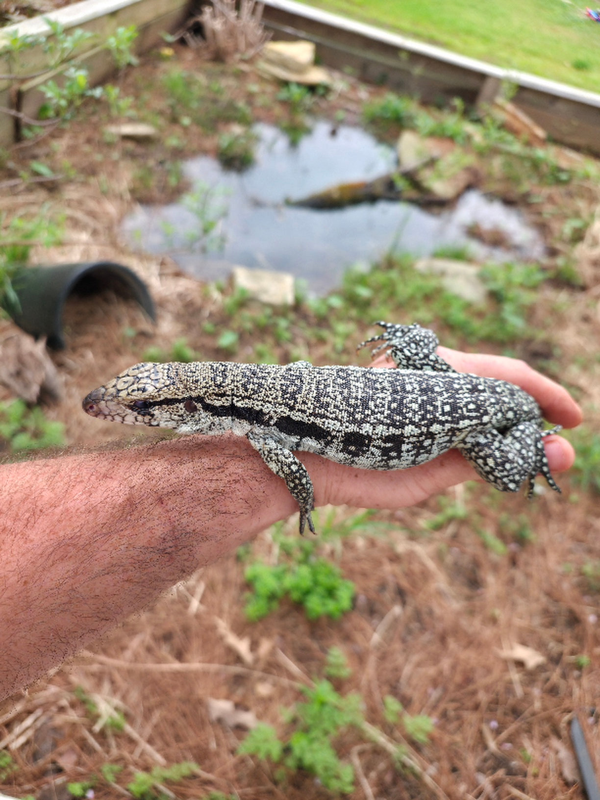 Male Blue Tegu- Aang x Tails