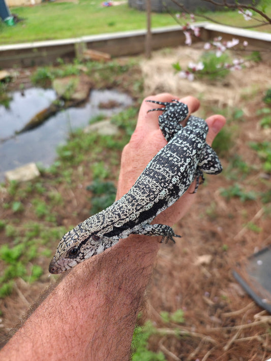 Male Blue Tegu - Journey x Sansa