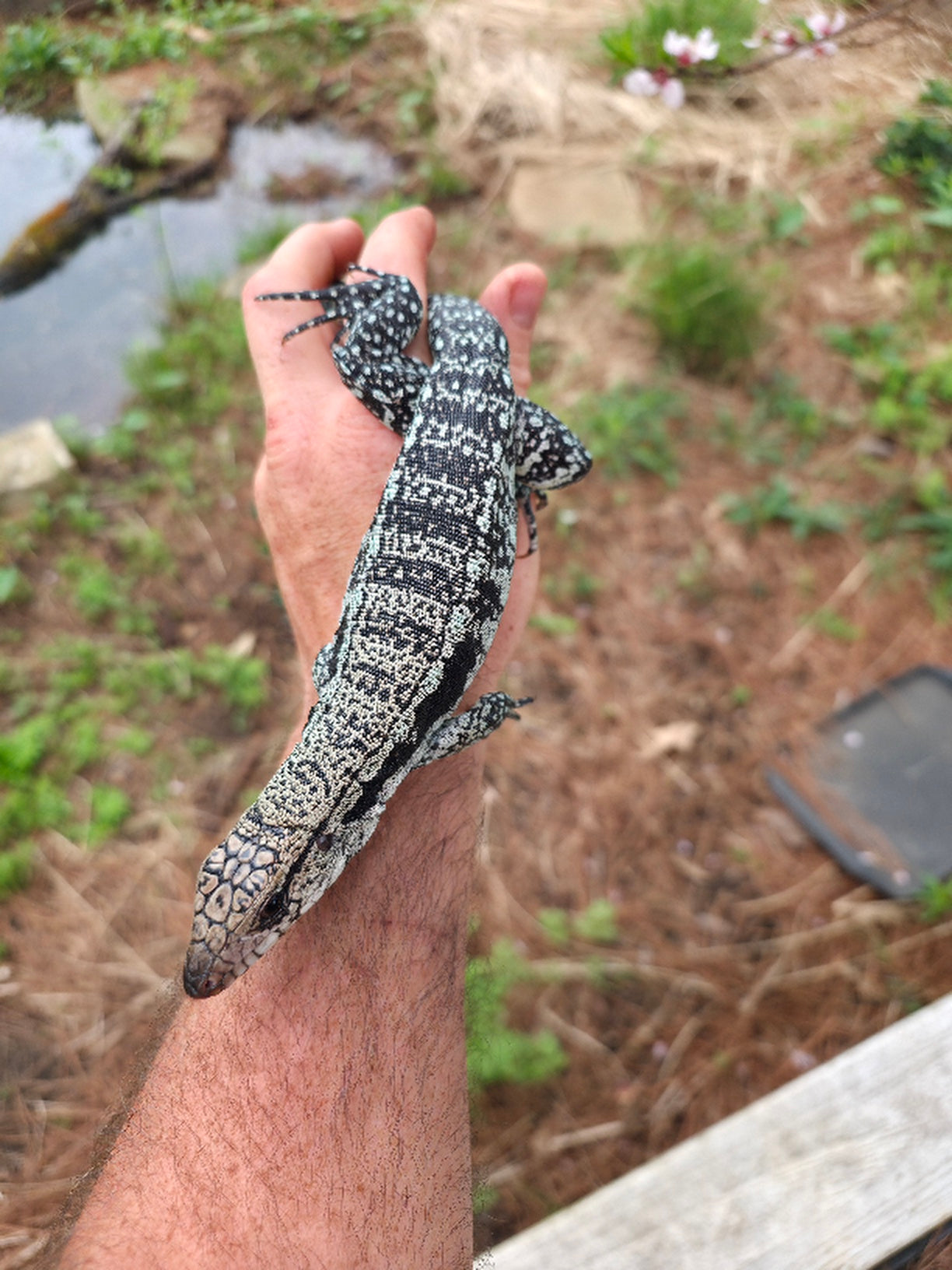 Male Blue Tegu - Journey x Sansa