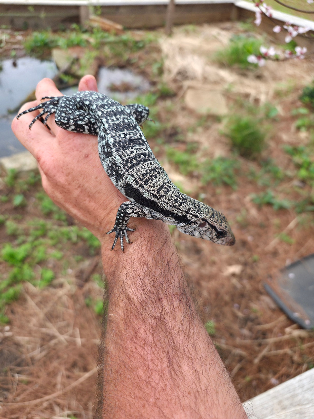 Male Blue Tegu - Journey x Sansa