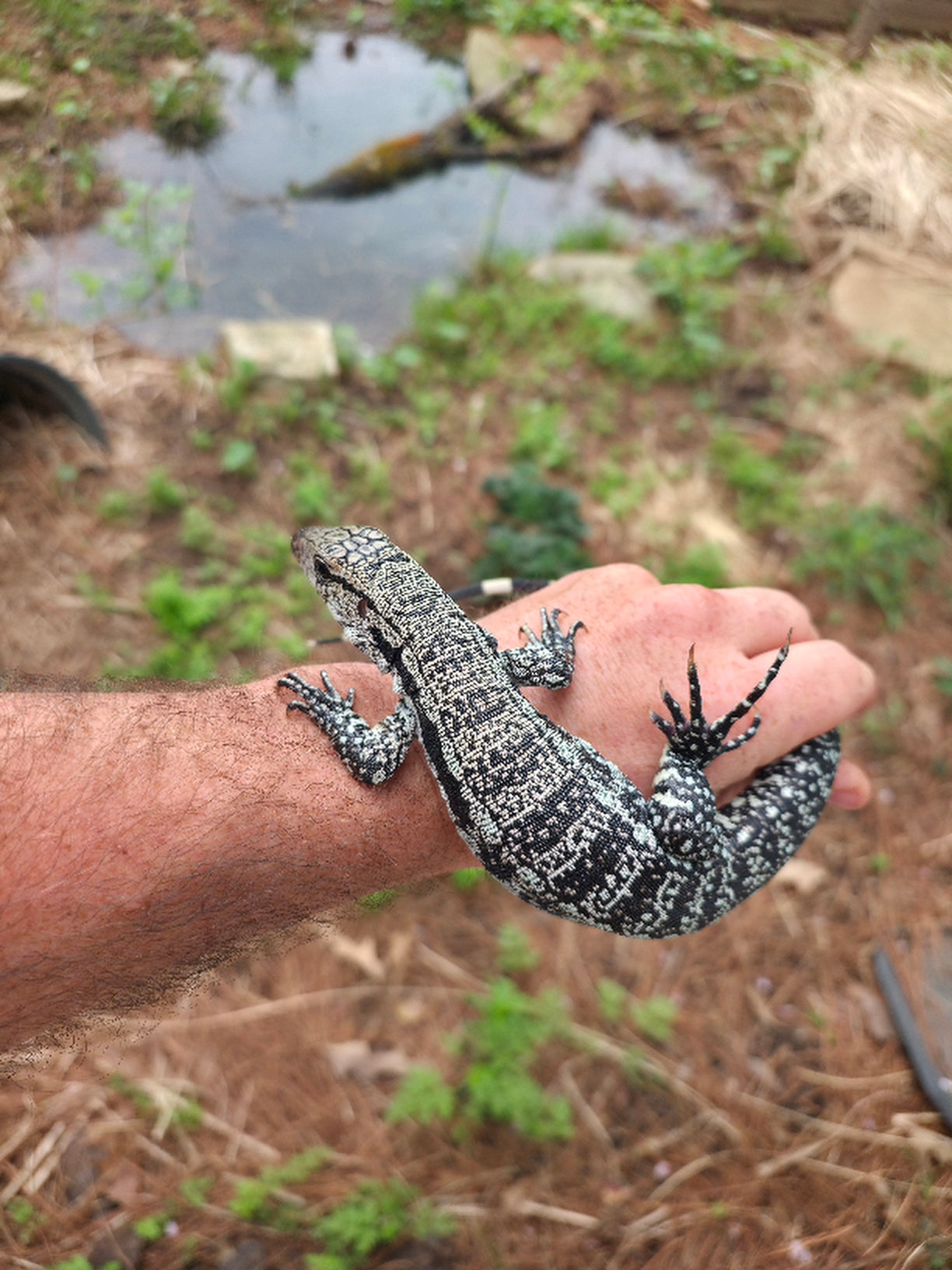 Male Blue Tegu - Journey x Sansa