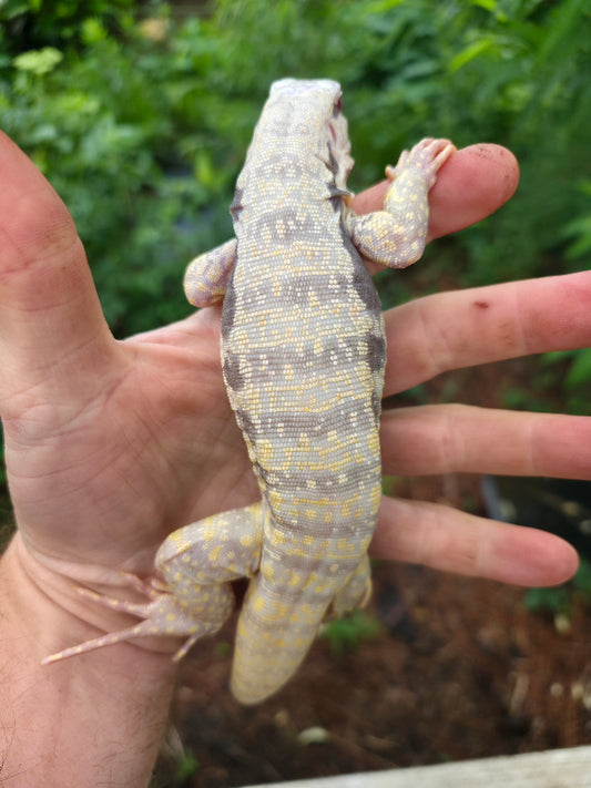 Male Blue Albino Tegu- Tsunami x Luna