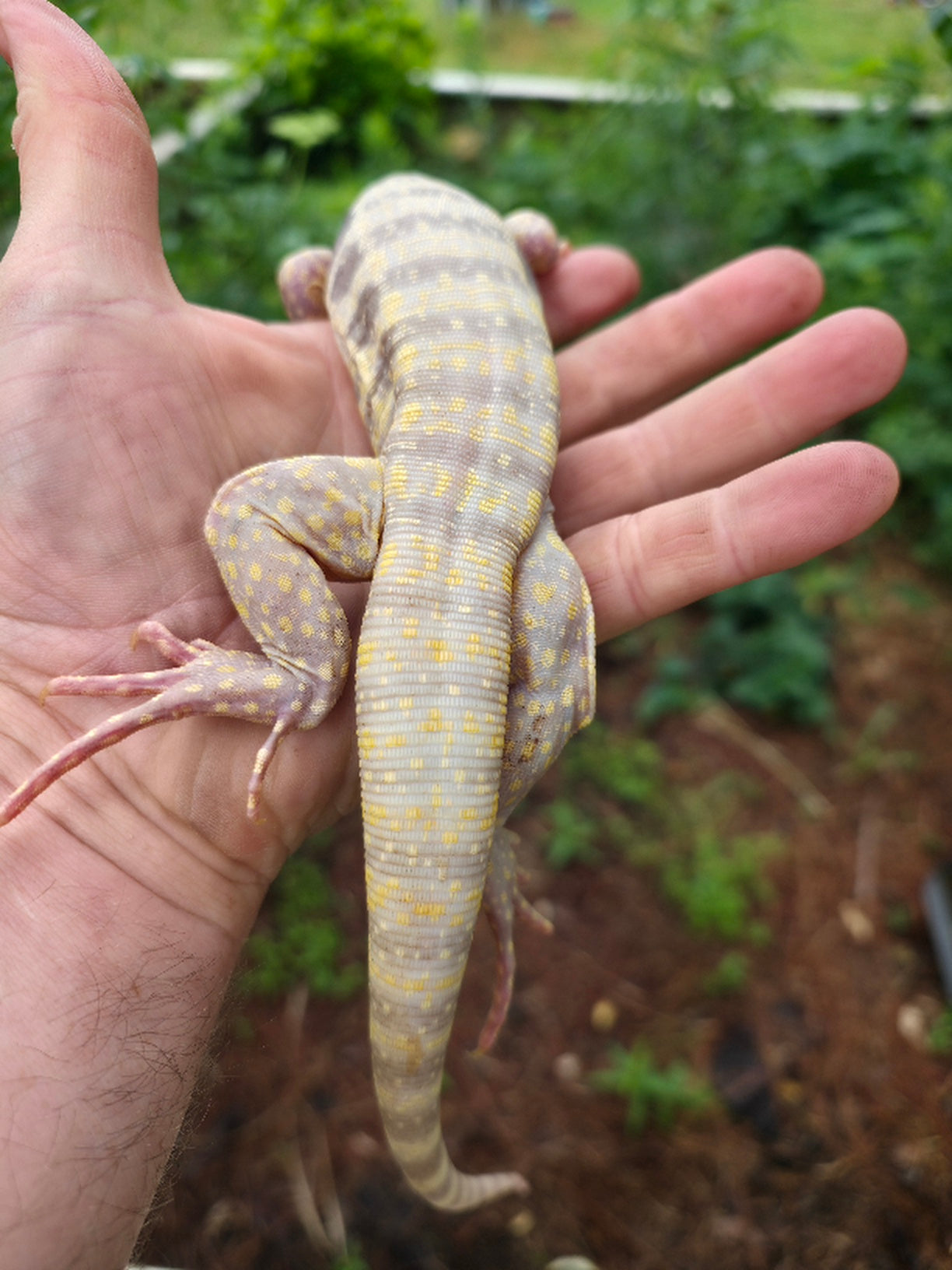 Male Blue Albino Tegu- Tsunami x Luna