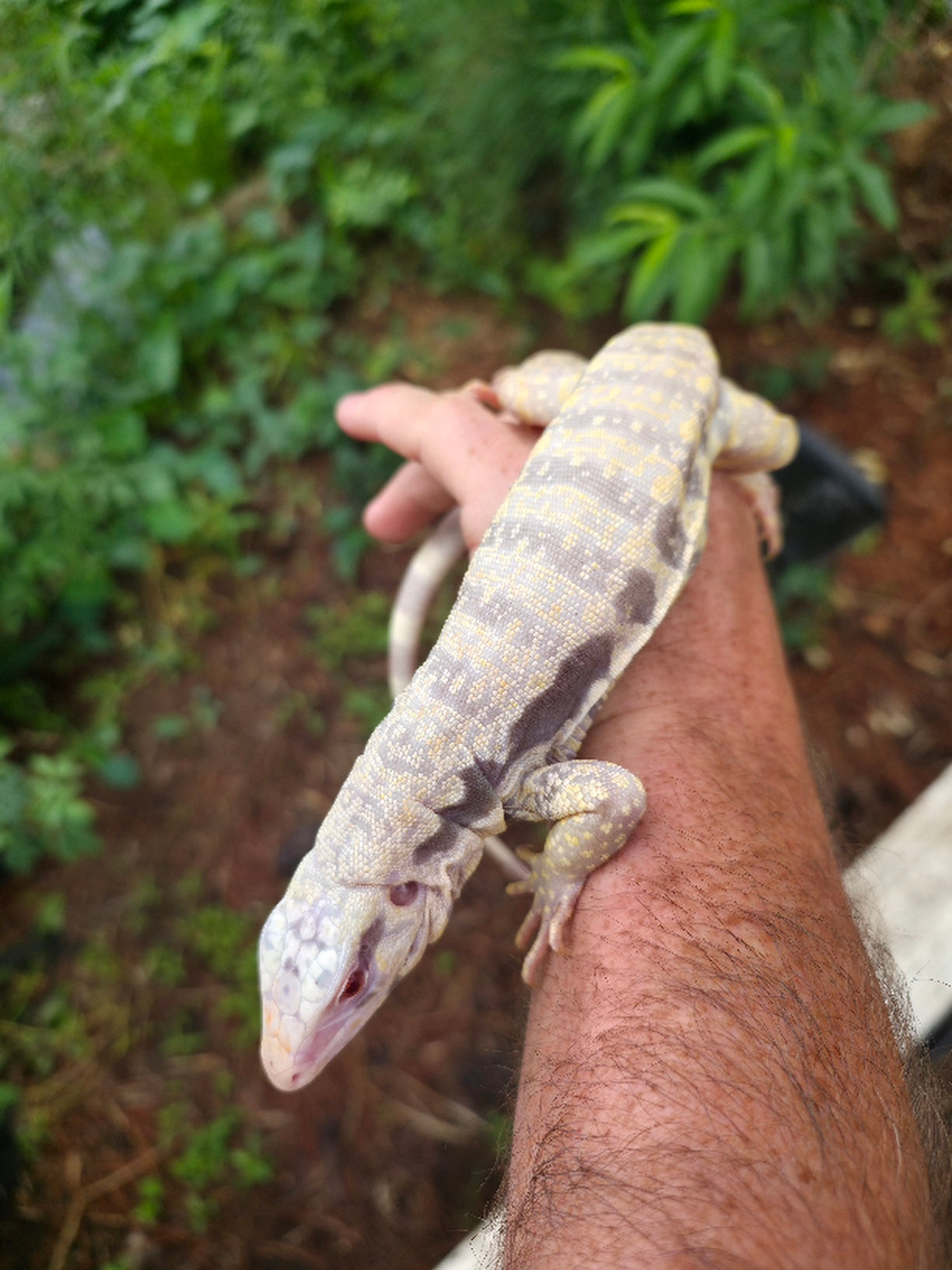 Male Blue Albino Tegu- Tsunami x Luna